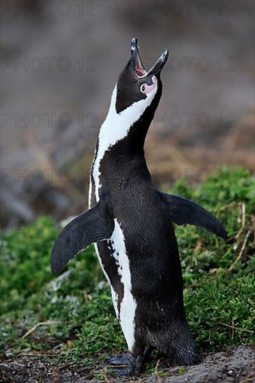 African penguin