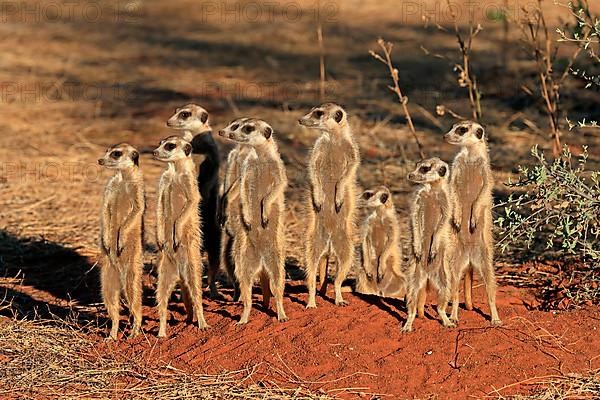 Meerkats