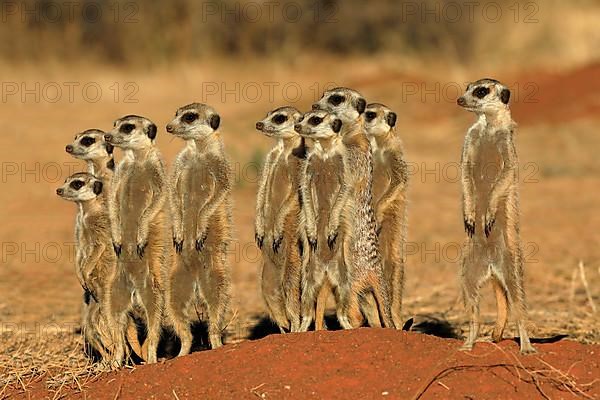 Meerkats