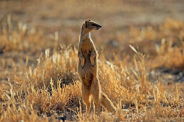 Yellow mongoose