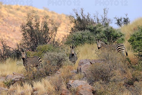 Hartmann's mountain zebra