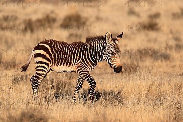 Cape Mountain Zebra