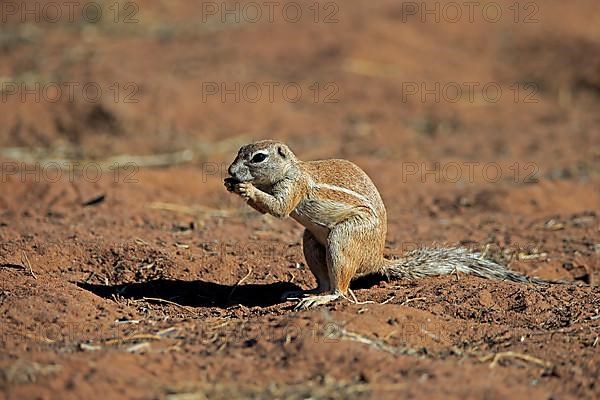 Cape ground squirrel