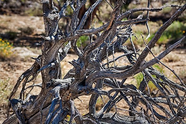 Gnarled log