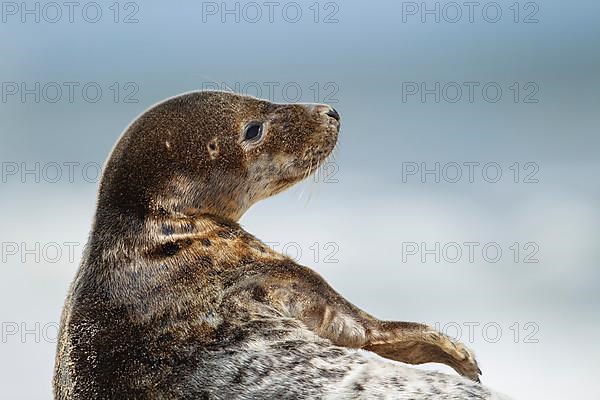 Common or harbor seal