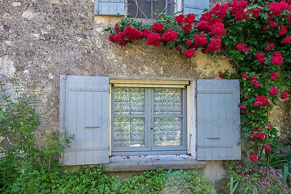 Window with rosebush