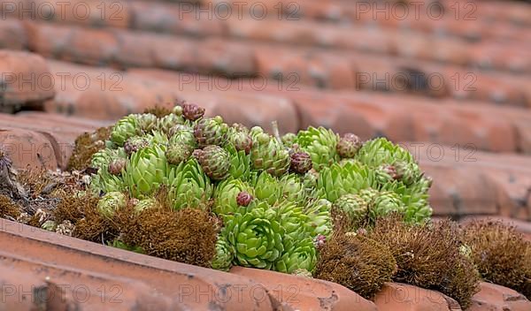 Common houseleek