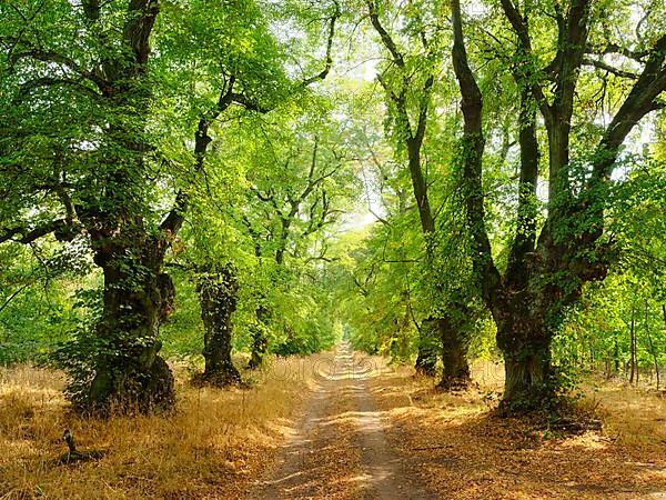 Old linden avenue at Kyffhaeuser in early autumn