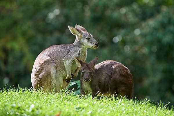 Common Wallaroo