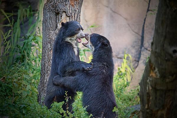 Sun bear