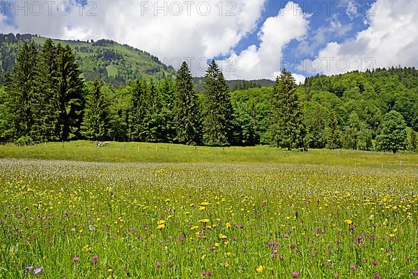 Mountain meadow with wildflowers