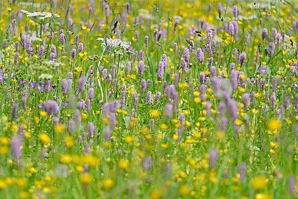 Mountain meadow with wildflowers