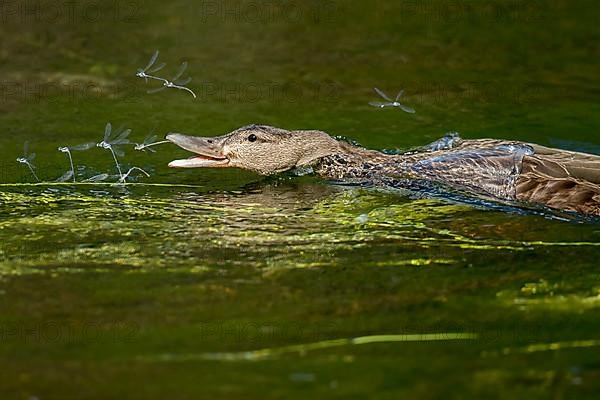 Mallard duck