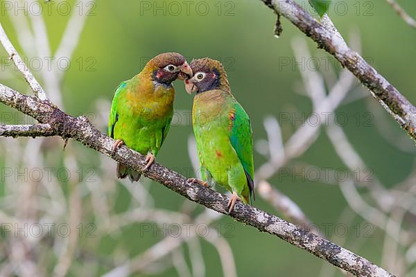 Brown-hooded parrot
