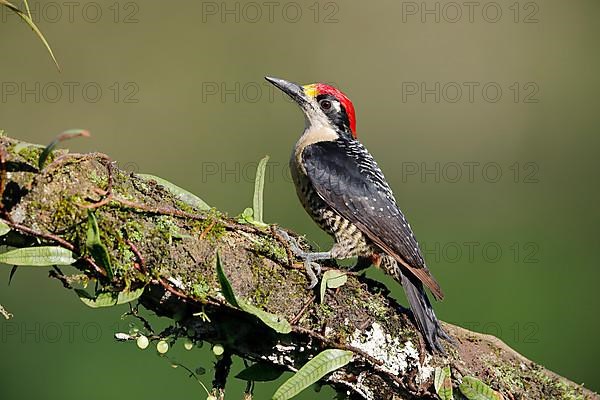 Black-cheeked woodpecker