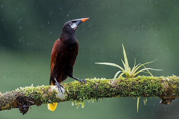 Montezuma Oropendola