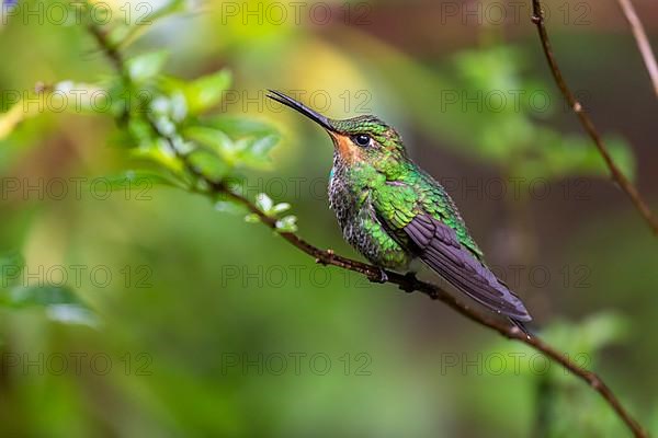 Green-crowned brilliant