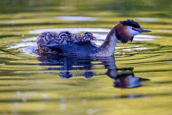 Great Crested Grebe