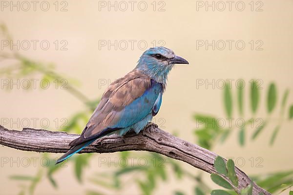 European roller