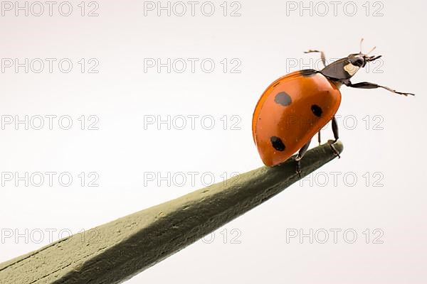 Beautiful photo of red ladybug walking on a wooden stick