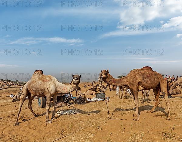 Camels at Pushkar Mela