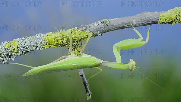 Closeup of Green praying mantis hangs under tree branch on green grass and blue sky background. Transcaucasian tree mantis