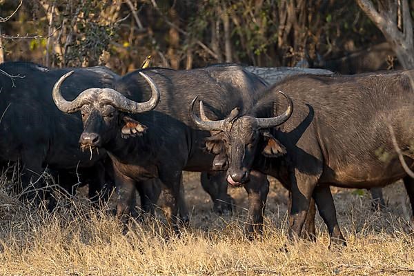 African buffalo