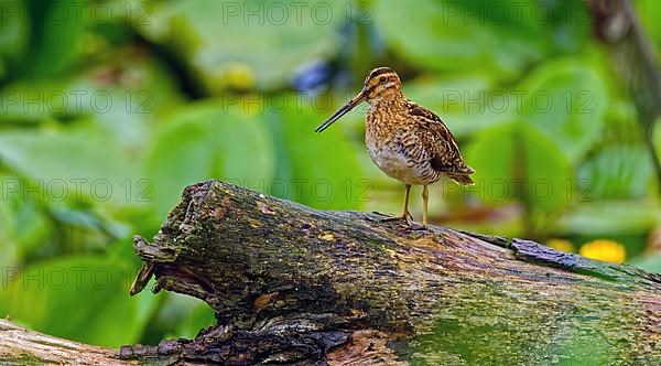 Common Snipe