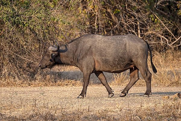 African buffalo