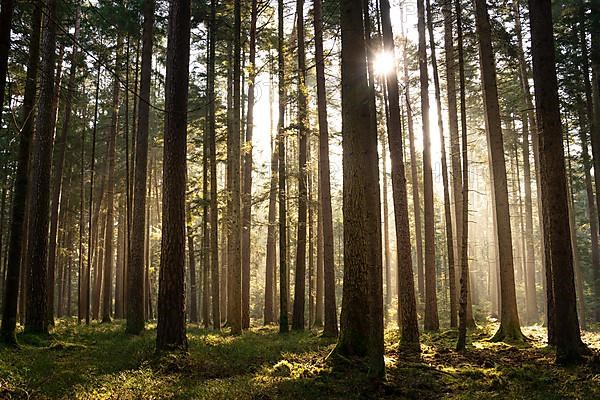 Evening light and shadows in the dense forest