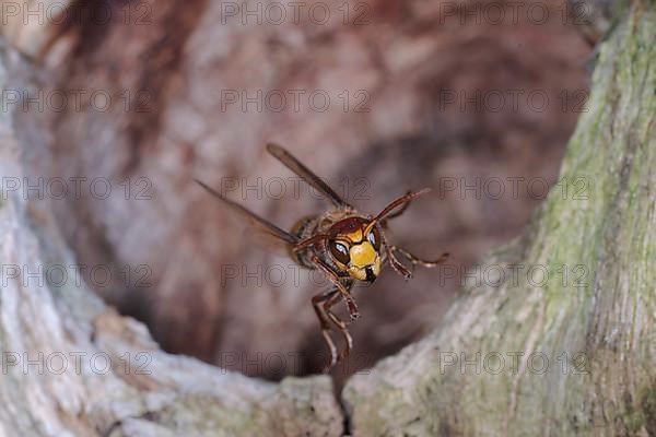 European hornet