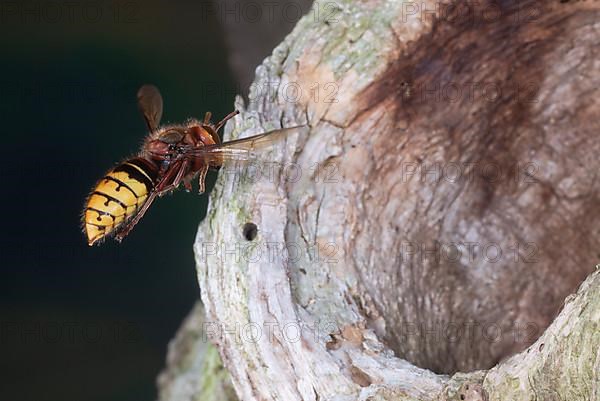 European hornet