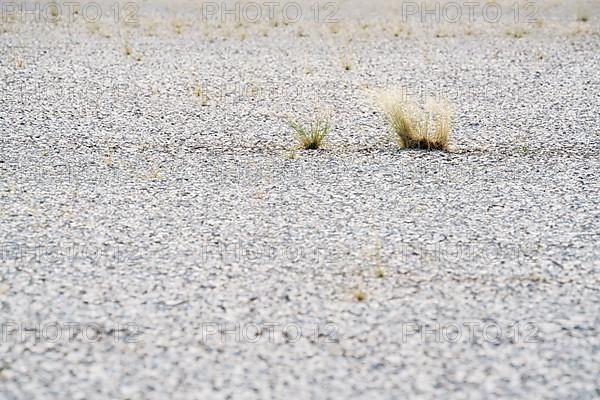 Dried up salt lake with 2 symbolic green plants growing. Etosha National Park