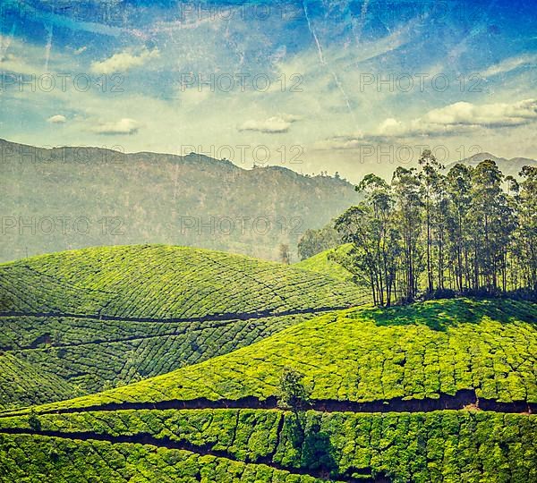 Vintage retro hipster style travel image of tea plantations with grunge texture overlaid. Munnar