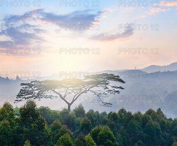 Lonely tree on sunrise in hills. Kerala