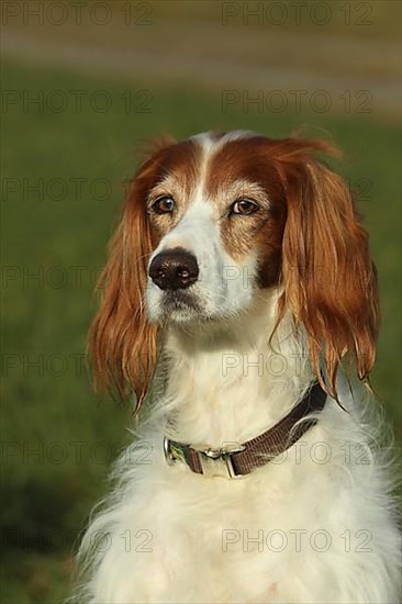 Hunting dog Irish Setter