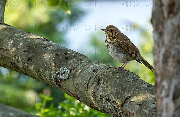 Song Thrush