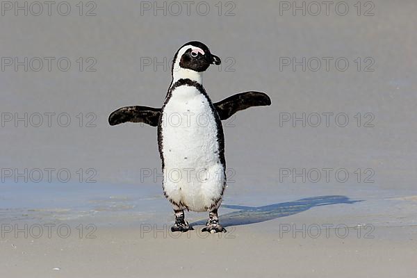 African penguin