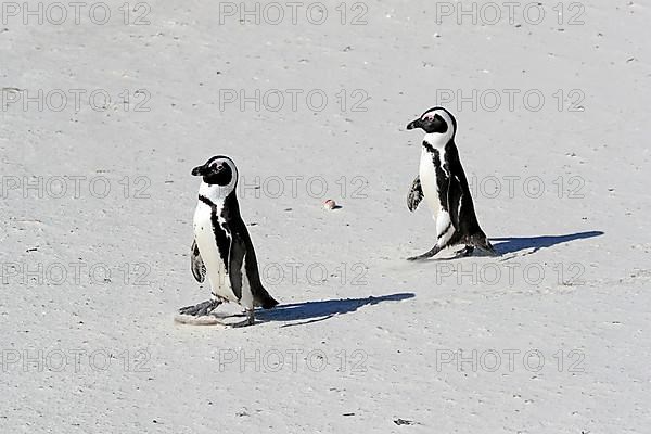 African penguin