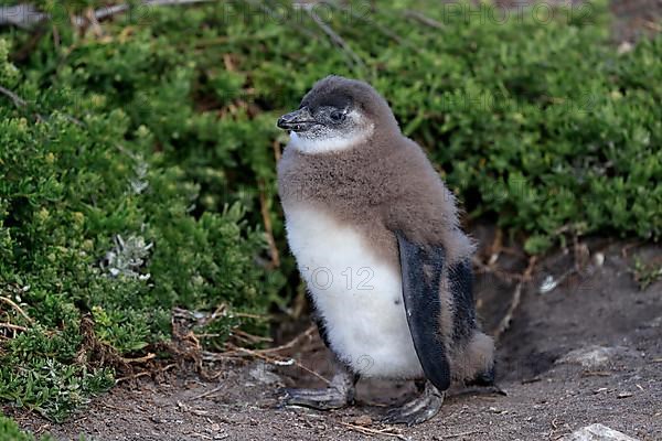 African penguin