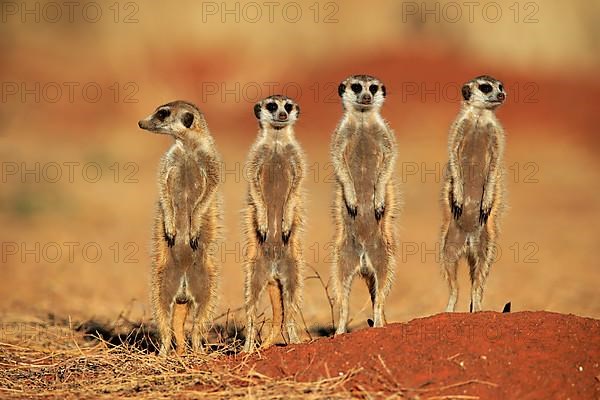 Meerkats