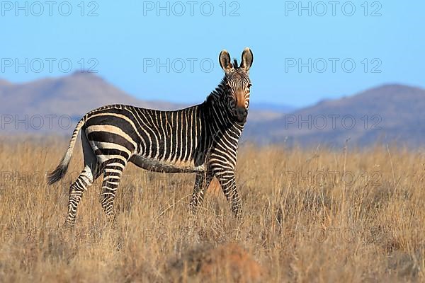 Cape Mountain Zebra