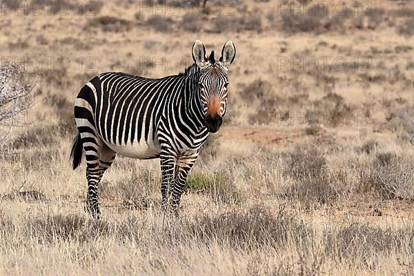 Cape Mountain Zebra