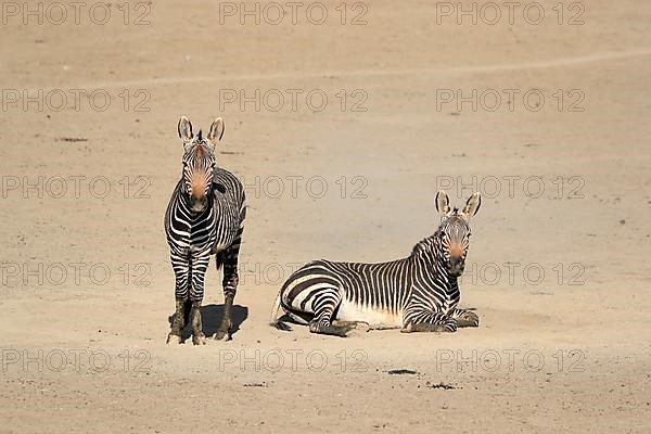 Cape Mountain Zebra