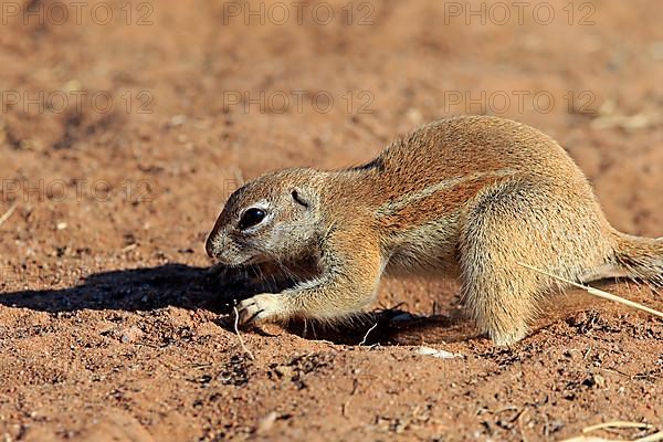 Cape ground squirrel