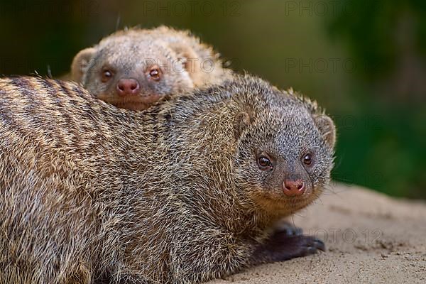 Dwarf Mongooses