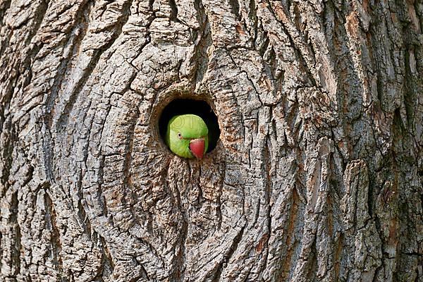 Rose-ringed parakeet