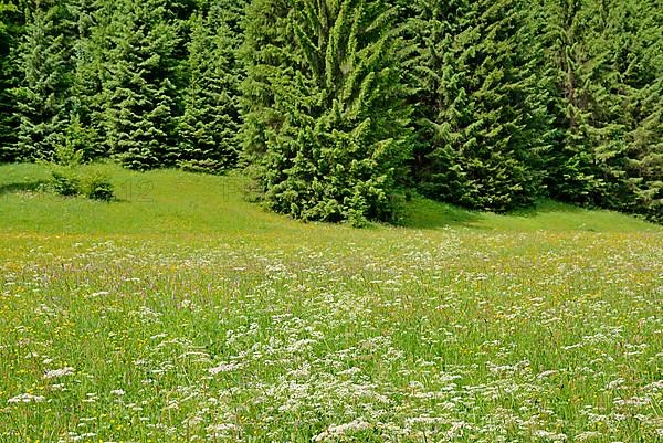 Mountain meadow with wildflowers