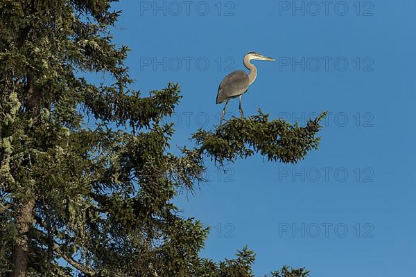 Great blue heron