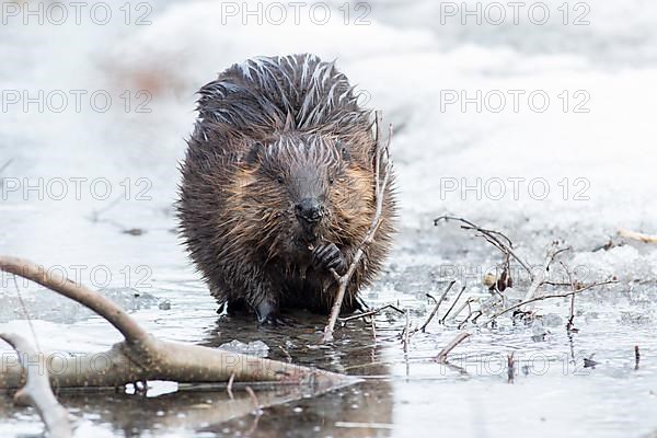 North American beaver